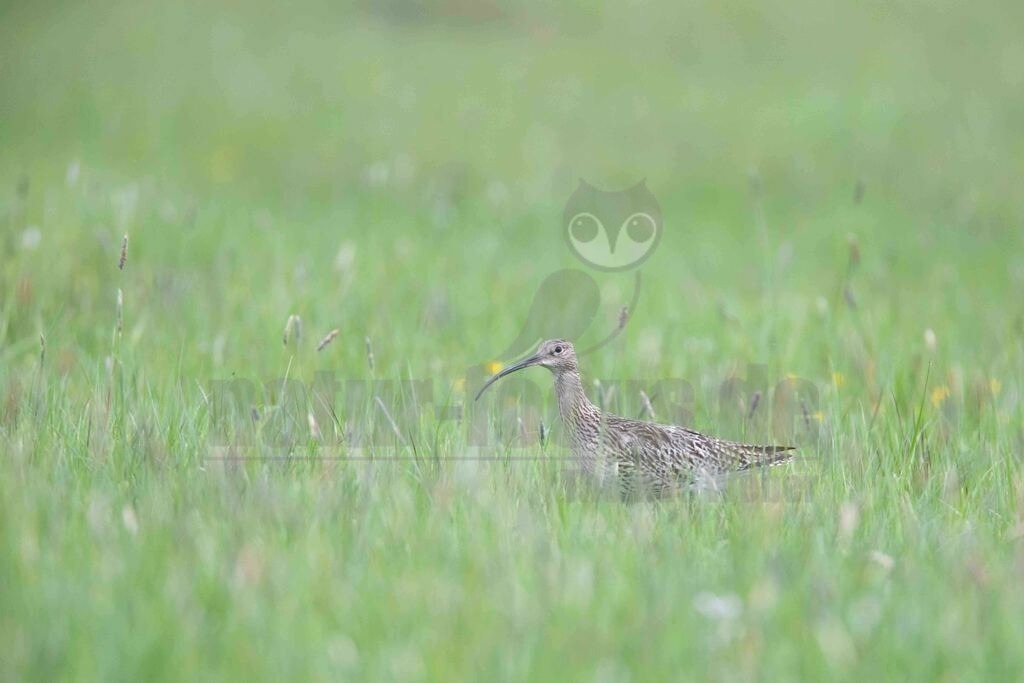 20170508201658 | Der Große Brachvogel, auch nur Brachvogel genannt, ist eine Vogelart aus der Familie der Schnepfenvögel. Es werden zwei Unterarten unterschieden. Die Nominatform ist in Mitteleuropa ein zunehmend seltener Brut- und Sommervogel. - Realisiert mit Pictrs.com
