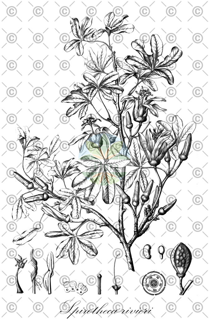 HistAbb_7LFP_1_ENZY_Simple | Historische Abbildung von Spirotheca rivieri - Malvaceae | Historical Illustration of Spirotheca rivieri - Malvaceae