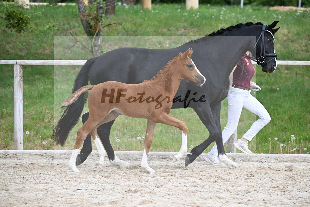 Kat-Nr. 19 SF Viva Vitalis x Asgards Ibiza_Roos_24260990 | hf-fotografie - Realisiert mit Pictrs.com