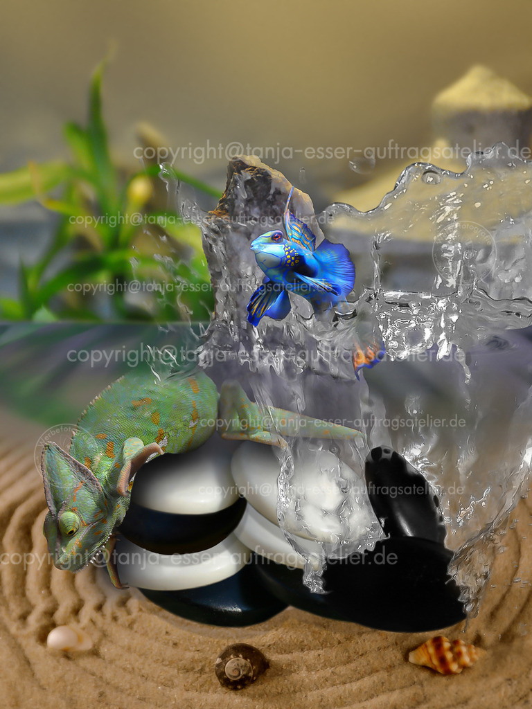 Asiatische GO Spielsteine tauschen Element mit einem Fisch | Fantasievolle Fotomontage anlässlich einer Europäischen GO Meisterschaft. Spielsteine des asiatischen Spieles GO tauchen in ein Aquarium. Fisch springt aus dem Wasser. Ein Gecko klettert über die Spielsteine. Im Hintergrund ist eine Steinpagode. 