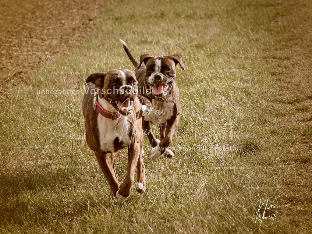 _16A8883-1 | Einzigartige Fotos von Hunden & Menschen –Actionfotos, Portraits, Vereinsaufnahmen & Paarshootings – authentisch, lebendig & mit Herz.