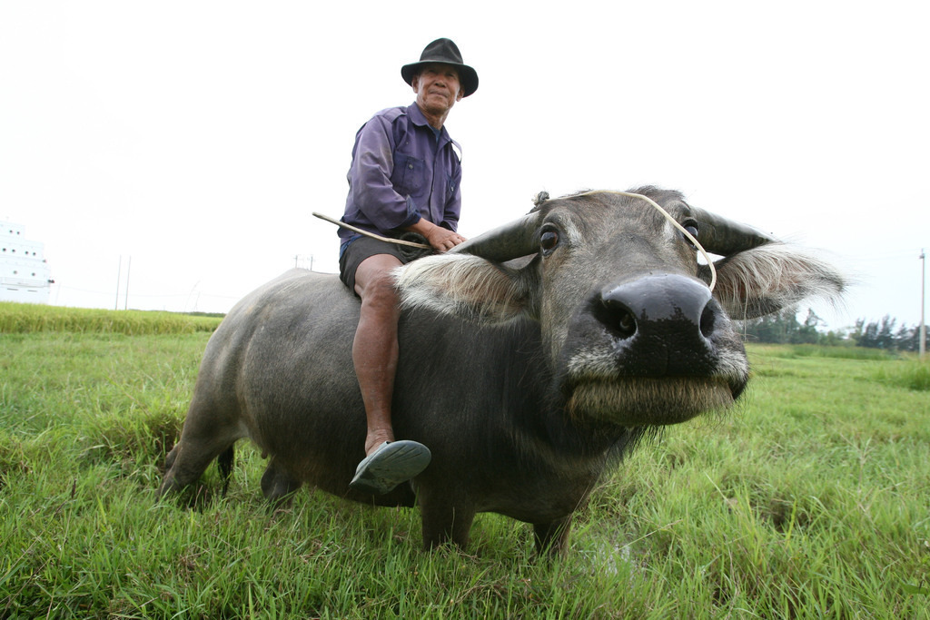 Wasserbüffel Vietnam | BILDER AN DIE WAND                                                verschönern sie ihr Büro, ihre Praxis oder ihre viel Wände zu Haus  - Realisiert mit Pictrs.com