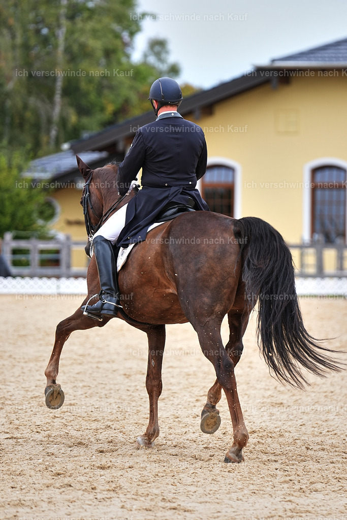 11-092-Dressur S___-Marixx-1583 | working equitationturnier fotograf videograf stoibphotography marixx film working equitation deutschland reitsport turnierfotografie eventfotografie equestrian events