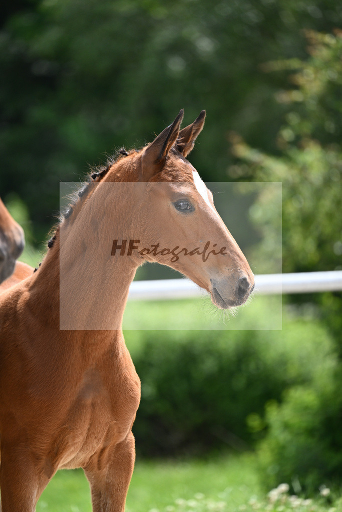 Viva Vitalis x Locksley III_SF_Ochs_20240454 | hf-fotografie - Realisiert mit Pictrs.com