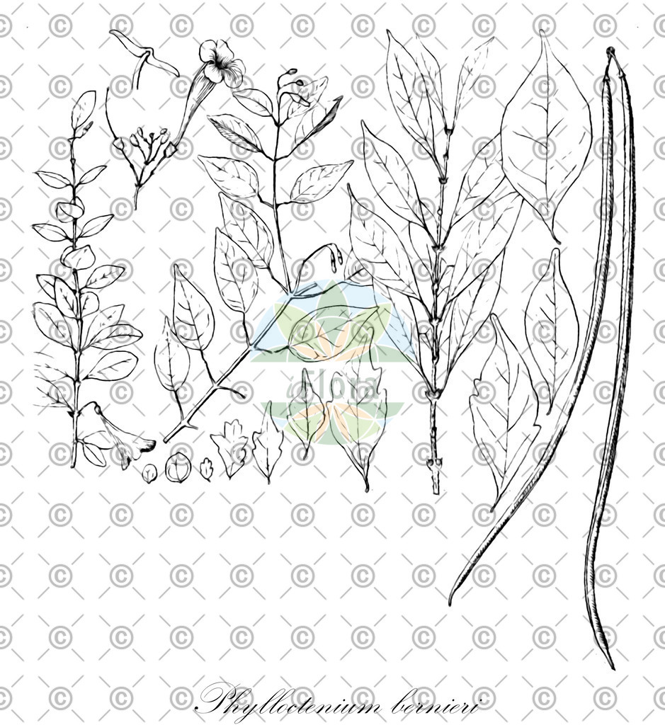 HistAbb_6PMC_1_ENZY_Simple | Historische Abbildung von Phylloctenium bernieri - Bignoniaceae | Historical Illustration of Phylloctenium bernieri - Bignoniaceae