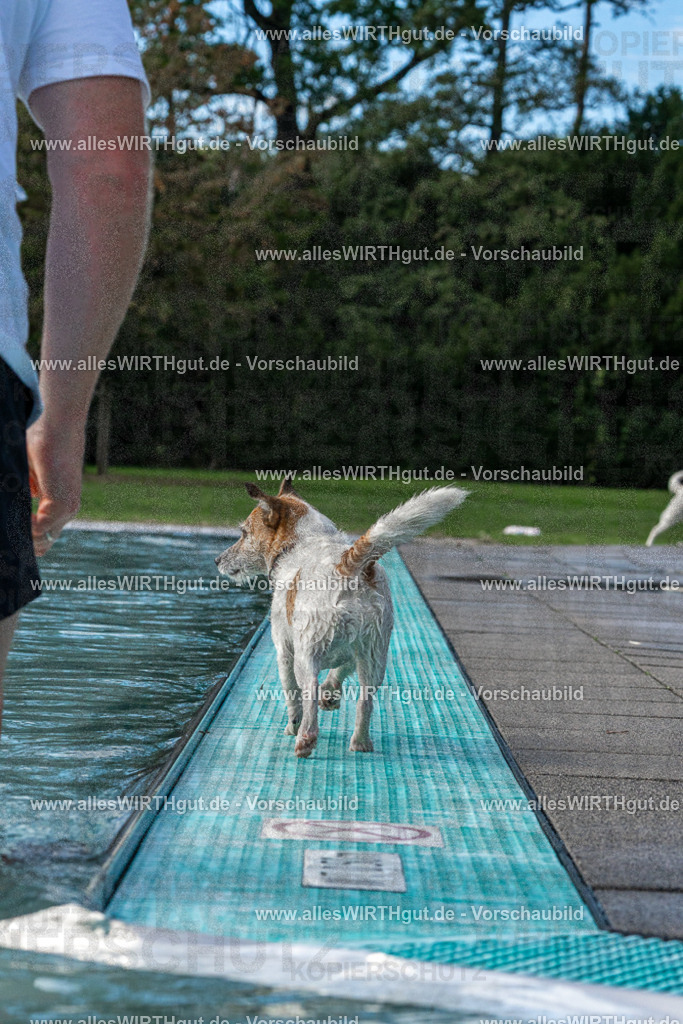 Hundeschwimmen_Volksbad_2026-allesWIRTHgut_Tierfotografie-2609061500-FAY07060 | Professionelle Tierfotografie in Mönchengladbach von Daniel Wirth (allesWIRTHgut). Liebevolle & natürliche Bilder von Hunden & Katzen für unvergessliche Erinnerungen.