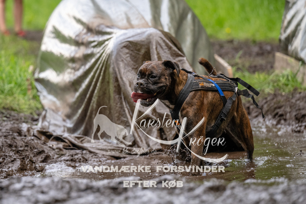 1538_ZZ94538 | kk-dogfotos