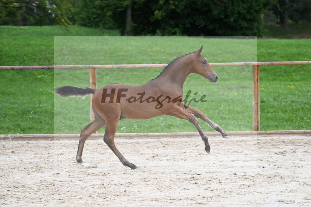 Kat-Nr. 8 HF Cellestial_Joas_25230103 | hf-fotografie - Realizzato con Pictrs.com