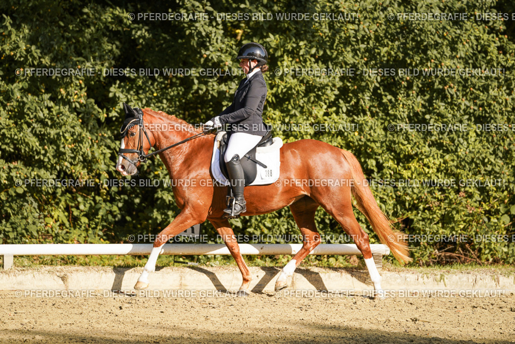 DSC06212 | Pferdegrafie