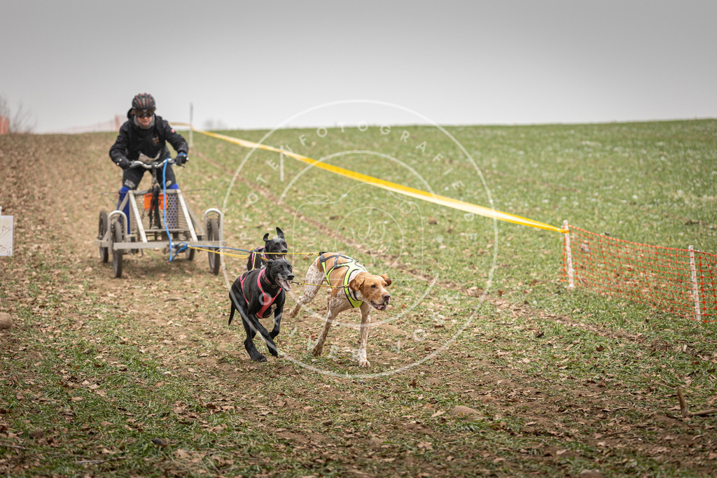Pfotenfotografie_DV3A4529 | Hundefotografie, Tierfotograf, Pfotenfotografie, Fotoshooting Hund, Hunde Portrait, Hundesport, Hundeportraits, Heideshooting, Hunde, Sportfotograf, Hundefotograf, Turnierhundsport, THS,  - Realisiert mit Pictrs.com