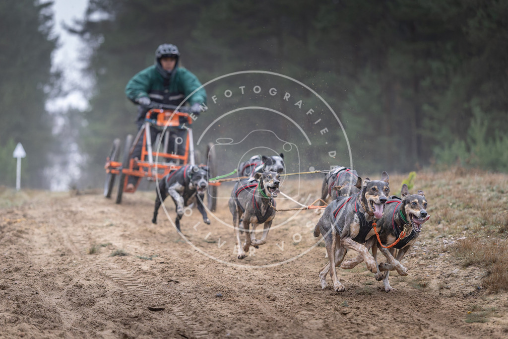 Pfotenfotografie_DV3A0240 | Hundefotografie, Tierfotograf, Pfotenfotografie, Fotoshooting Hund, Hunde Portrait, Hundesport, Hundeportraits, Heideshooting, Hunde, Sportfotograf, Hundefotograf, Turnierhundsport, THS,  - Realisiert mit Pictrs.com