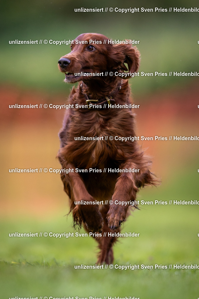 Sven Pries | 2024-04-21 - Hunderennen Baden-Oos
Foto: Sven Pries - Realisiert mit Pictrs.com