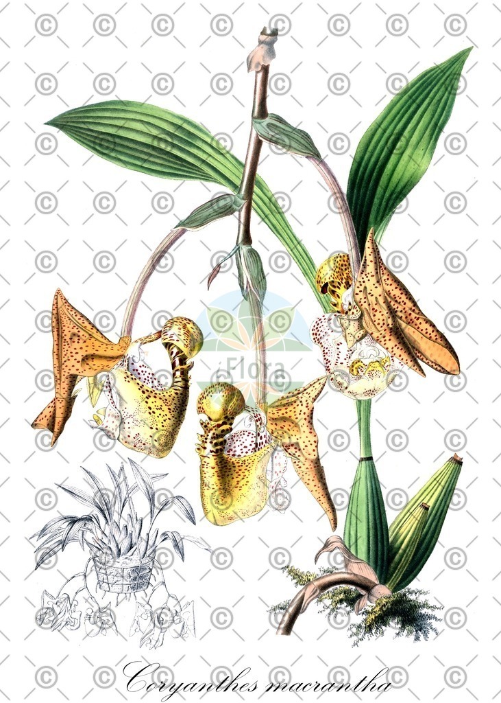 HistAbb_wfo-0000925136_1_ENZY_Simple | Historische Abbildung von Coryanthes macrantha - Orchidaceae | Historical Illustration of Coryanthes macrantha - Orchidaceae