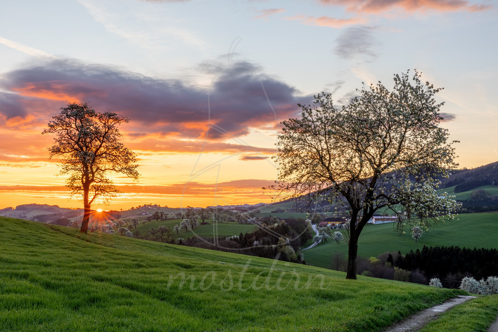 Sonnenaufgang zur Birnbaumblüte im Mostviertel | Früh Morgens in Euratsfeld den Sonnenaufgang genießen: - Realisiert mit Pictrs.com