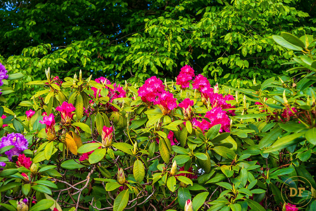20250511-_1DS0555 | Geschenke, Wandbilder und Accessoires mit Motiven aus Dresden und anderen schönen Orten zur Verschönerung Deines zu Hauses und zum verschenken gewünscht? Wähle Deine Lieblingsbild auf dem Produkt Deiner Wahl. 