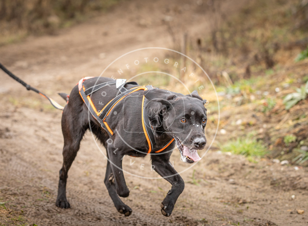 DV3A0517 | Hundefotografie, Tierfotograf, Pfotenfotografie, Fotoshooting Hund, Hunde Portrait, Hundesport, Hundeportraits, Heideshooting, Hunde, Sportfotograf, Hundefotograf, Turnierhundsport, THS,  - Realisiert mit Pictrs.com