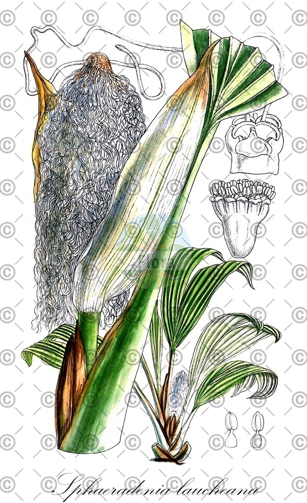 HistAbb_wfo-0001077019_1_ENZY_Simple | Historische Abbildung von Sphaeradenia laucheana - Cyclanthaceae | Historical Illustration of Sphaeradenia laucheana - Cyclanthaceae