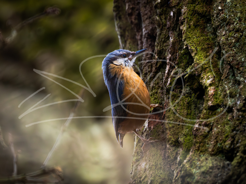 Kleiber am Baum | Die Gesetze der Schwerkraft scheint den Kleiber nicht wirklich zu jucken. Egal ob Kopfüber oder senkrecht den Baum entlang, Es sieht federleicht aus wie sie an der Baumrinde nach Essen suchen. - Realisiert mit Pictrs.com