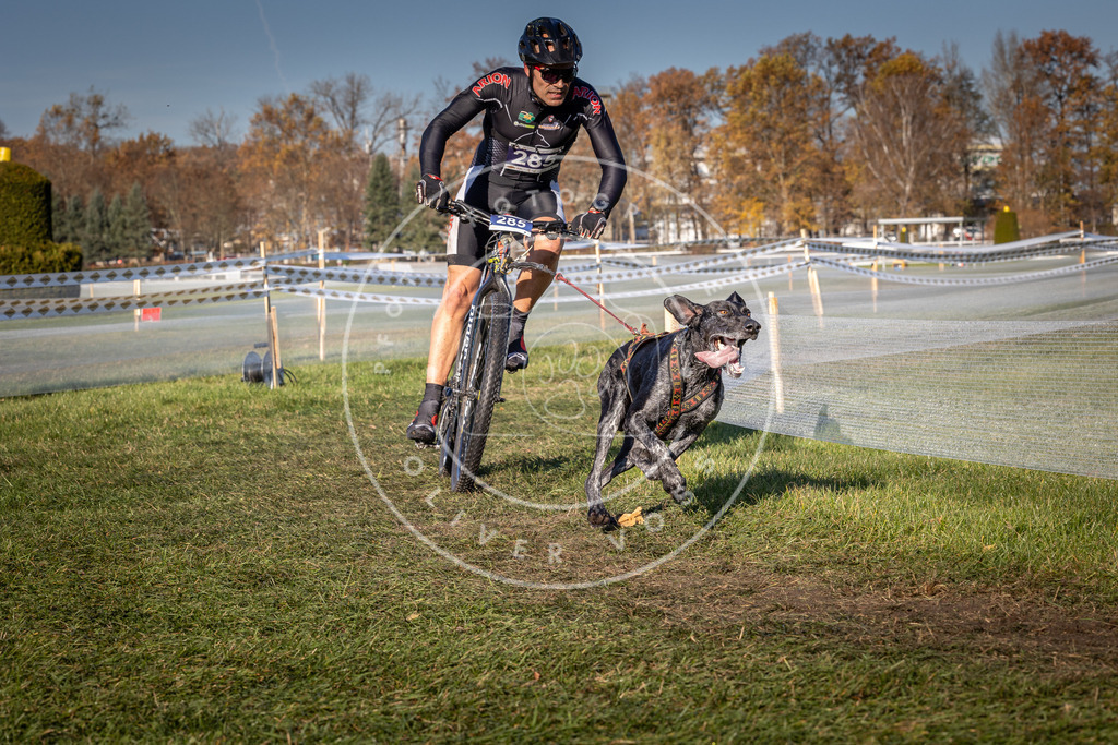 CaniXpix_0L8A5330 | Hundefotografie, Tierfotograf, Pfotenfotografie, Fotoshooting Hund, Hunde Portrait, Hundesport, Hundeportraits, Heideshooting, Hunde, Sportfotograf, Hundefotograf, Turnierhundsport, THS,  - Realisiert mit Pictrs.com