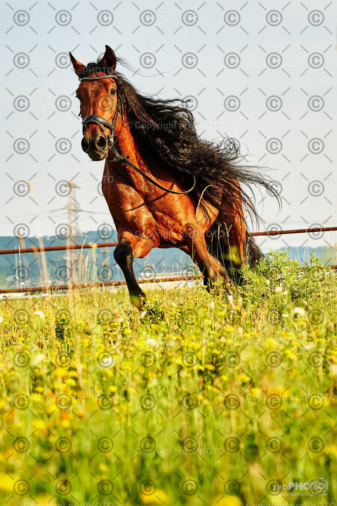 337_202406_Niki-Herodes_NZ9_0320 | proPHOTO - Realisiert mit Pictrs.com