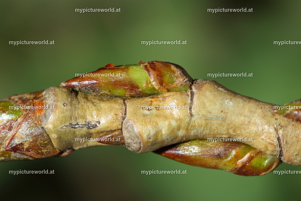 Schwarzpappel-002 | Das Bilderarchiv über Tiere, Planzen und Landschaften. In der Bilddatenbank finden Sie ein große Auswahl an hochwertigen Bilder für Ihre Werbung - Realisiert mit Pictrs.com