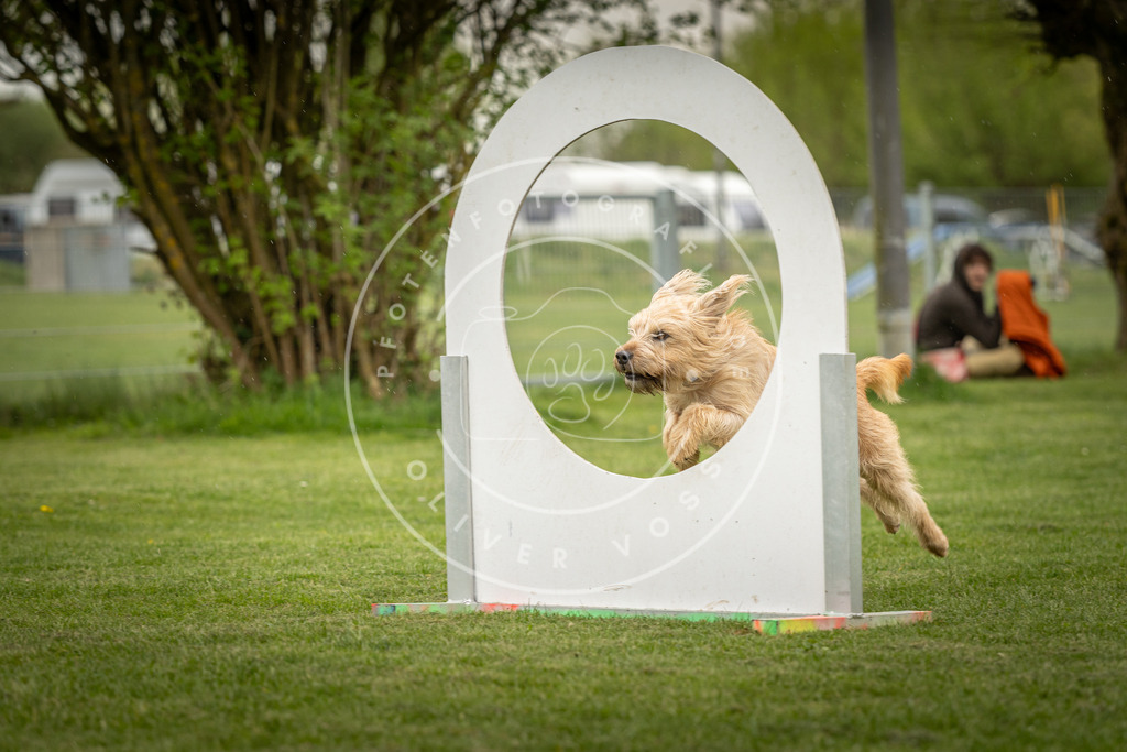 Pfotenfotografie_DV3A3202 | Hundefotografie, Tierfotograf, Pfotenfotografie, Fotoshooting Hund, Hunde Portrait, Hundesport, Hundeportraits, Heideshooting, Hunde, Sportfotograf, Hundefotograf, Turnierhundsport, THS,  - Realisiert mit Pictrs.com