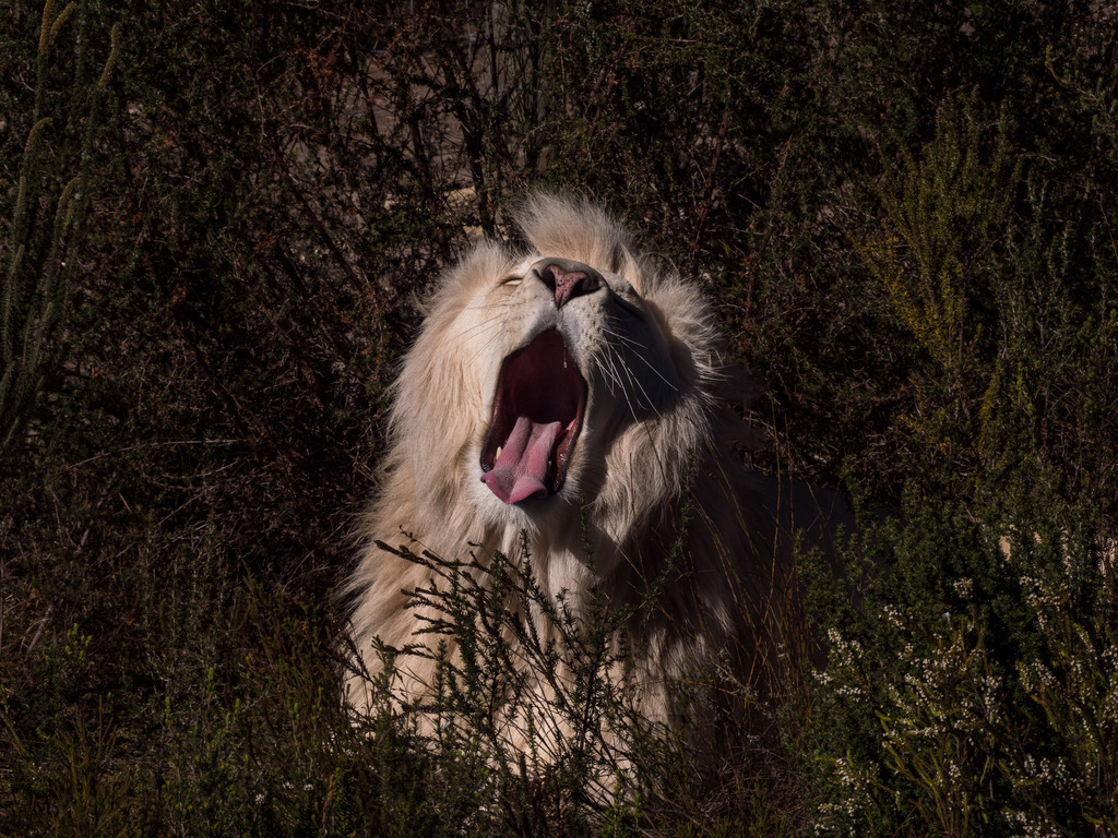 PANA3062-LR | Natur im Moment - Realisiert mit Pictrs.com