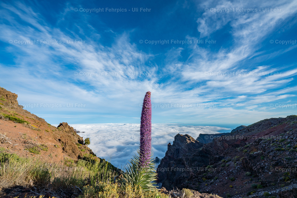 Tajinaste above the "Sea of Clouds" in the Caldera de Taburiente,  La Palma | Fehrpics - hochwertige Fotoprodukte rund um Landschaft, Natur, Sterne & Milchstraße. - Realisiert mit Pictrs.com