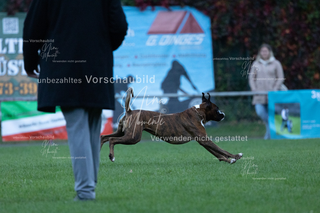 _16A4434 | Einzigartige Fotos von Hunden & Menschen –Actionfotos, Portraits, Vereinsaufnahmen & Paarshootings – authentisch, lebendig & mit Herz.