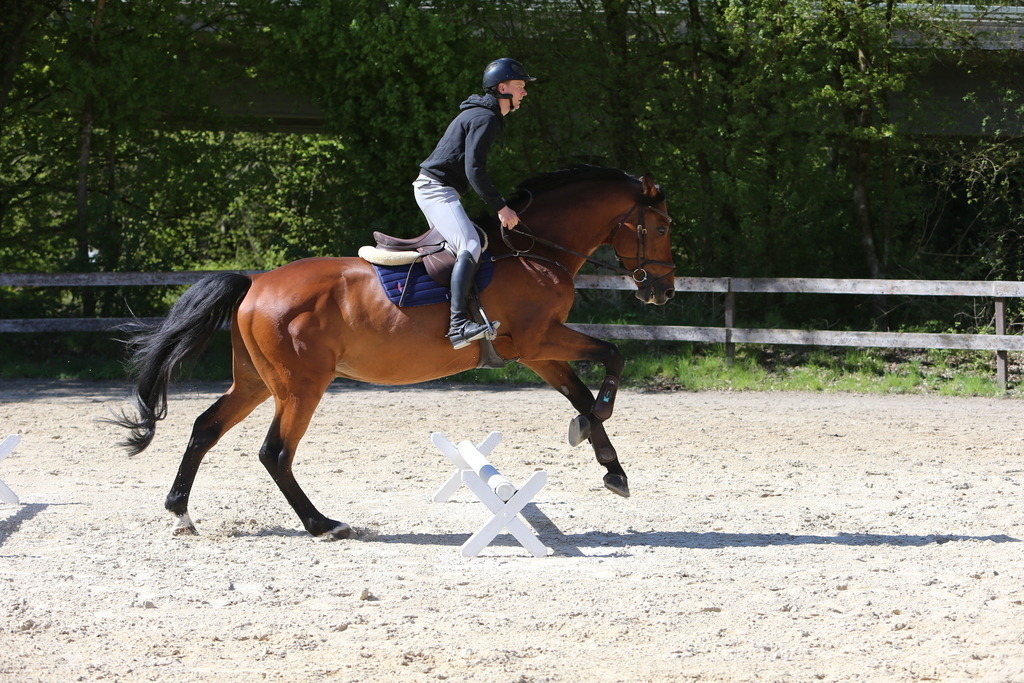 DL2Q3129 | Willkommen bei Brunnmayr - Design & Fotografie – Ihrem Spezialisten für Reitturniere und Pferdeveranstaltungen in Oberösterreich, Salzburg und Bayern! Seit über 17 Jahren sind wir leidenschaftlich dabei.