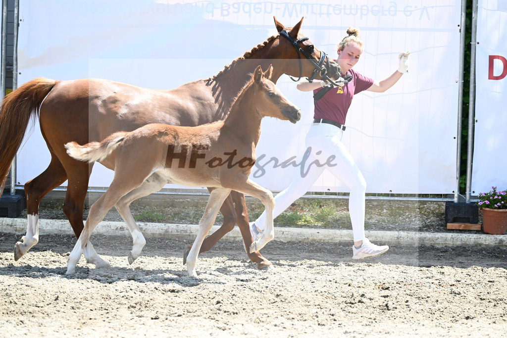 Kat-Nr. 22 SF Gruendleinshof Gipfelstuermer_ZG Bentele_12230587 | hf-fotografie - Realizzato con Pictrs.com