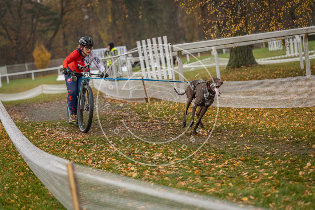 CaniXpix_DV3A8415 | Hundefotografie, Tierfotograf, Pfotenfotografie, Fotoshooting Hund, Hunde Portrait, Hundesport, Hundeportraits, Heideshooting, Hunde, Sportfotograf, Hundefotograf, Turnierhundsport, THS,  - Realisiert mit Pictrs.com