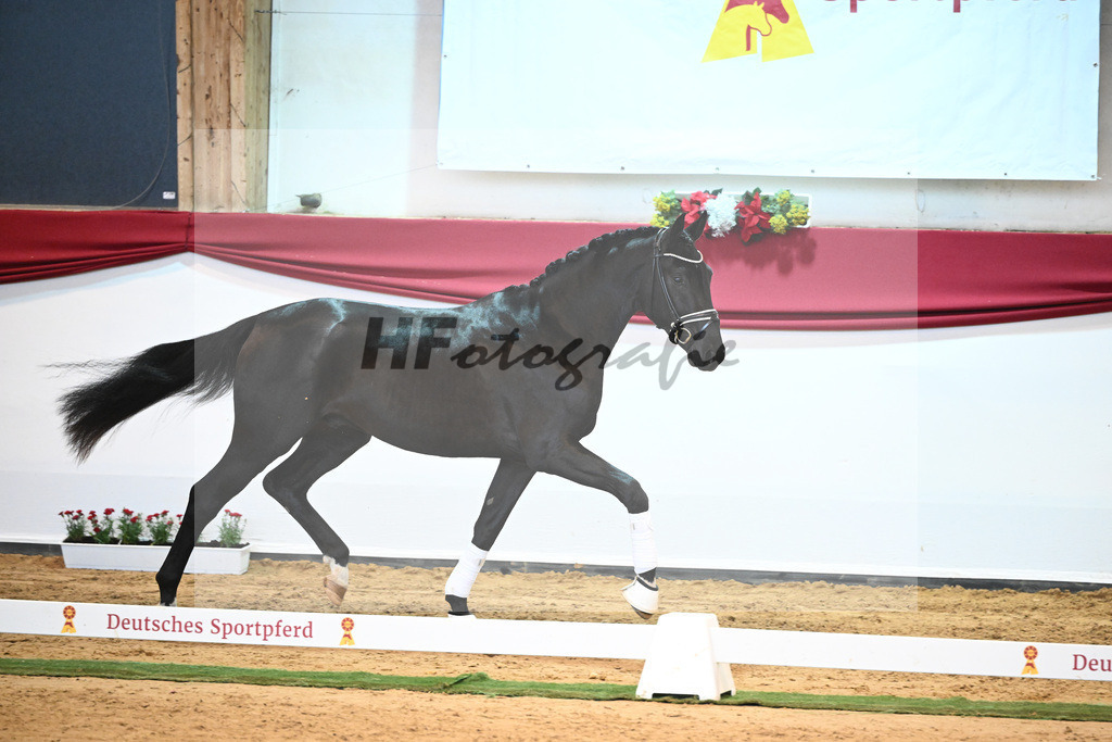 Kat-Nr. 3 Bellany x Florestan I_Schulze-Averdiek_43231654 | hf-fotografie - Realisiert mit Pictrs.com