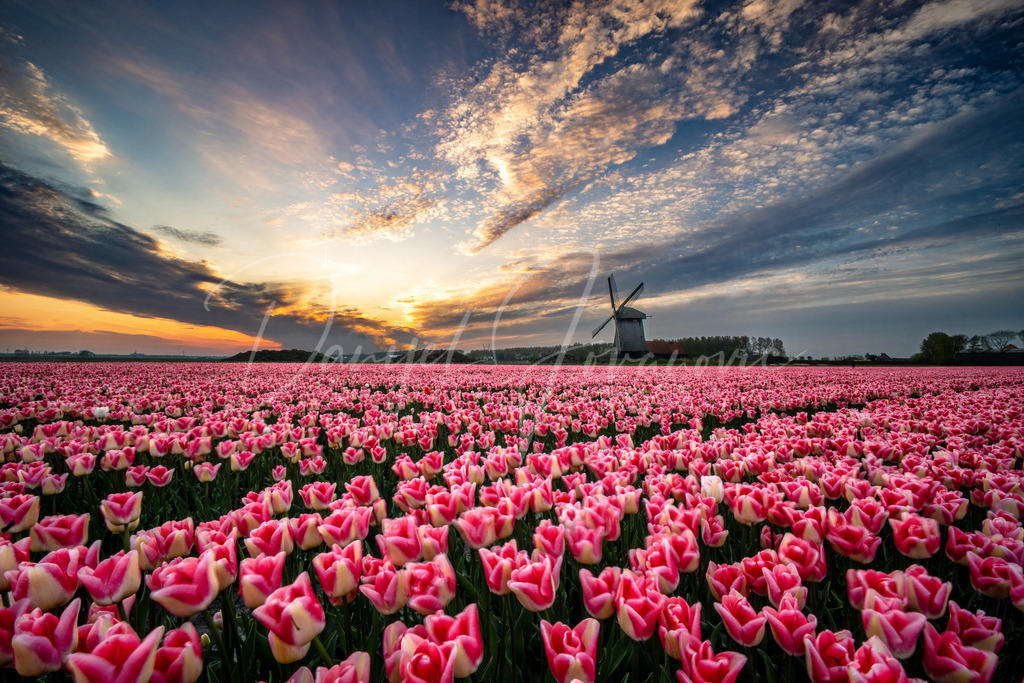 Holland | Tulpenmeer und Windmühle am Abend