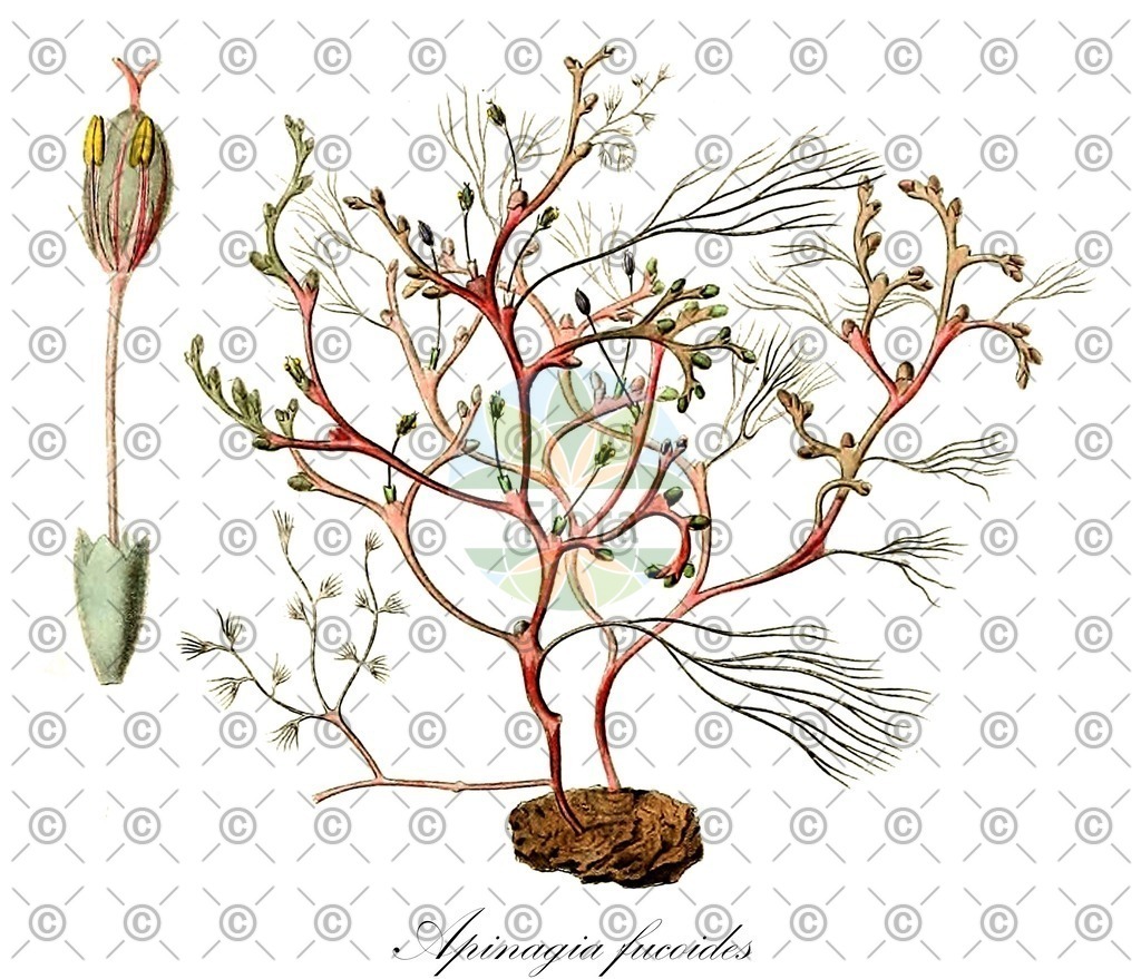HistAbb_wfo-0000540472_2_ENZY_Simple | Historische Abbildung von Apinagia fucoides - Podostemaceae | Historical Illustration of Apinagia fucoides - Podostemaceae