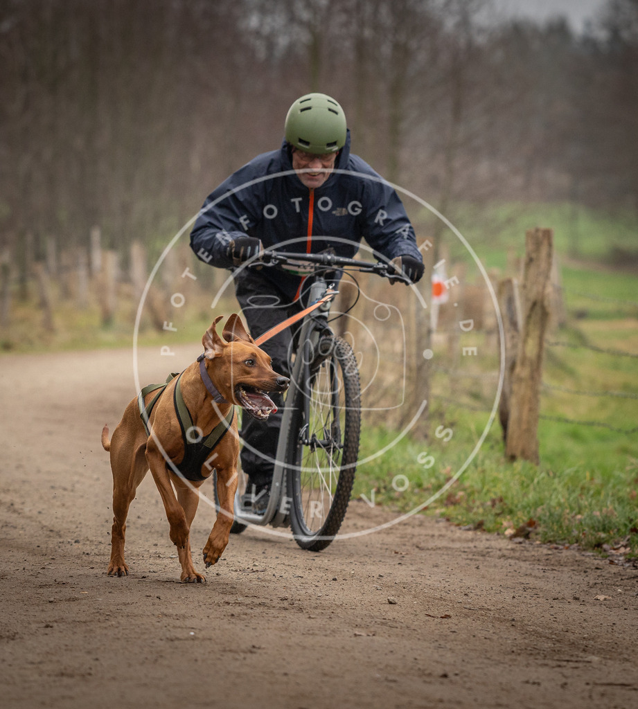 Pfotenfotografie_DV3A2621 | Hundefotografie, Tierfotograf, Pfotenfotografie, Fotoshooting Hund, Hunde Portrait, Hundesport, Hundeportraits, Heideshooting, Hunde, Sportfotograf, Hundefotograf, Turnierhundsport, THS,  - Realisiert mit Pictrs.com