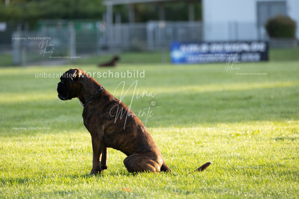 _16A5959 | Einzigartige Fotos von Hunden & Menschen –Actionfotos, Portraits, Vereinsaufnahmen & Paarshootings – authentisch, lebendig & mit Herz.