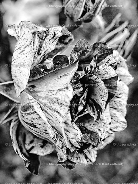 titusgraphy_P6100564-vz-ln_pe-03 | OLYMPUS DIGITAL CAMERA - Realisiert mit Pictrs.com