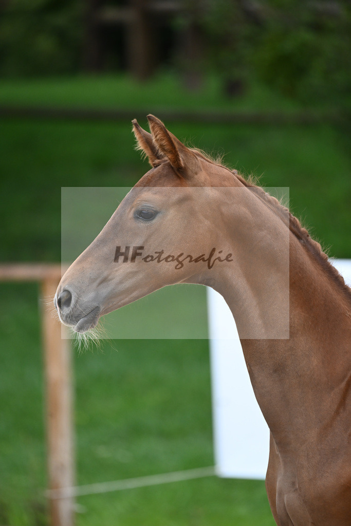 Kat-Nr. 2 SF Benicio_Schneider_25230023 | hf-fotografie - Realizzato con Pictrs.com