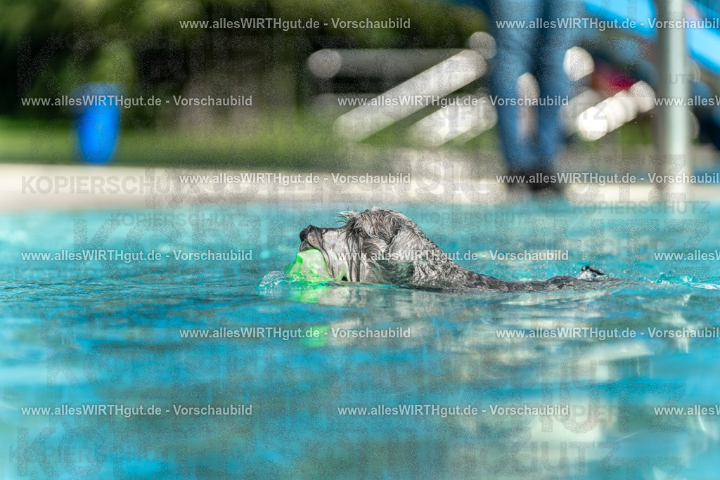 Hundeschwimmen_Volksbad_2026-allesWIRTHgut_Tierfotografie-2609061518-7R501420 | Professionelle Tierfotografie in Mönchengladbach von Daniel Wirth (allesWIRTHgut). Liebevolle & natürliche Bilder von Hunden & Katzen für unvergessliche Erinnerungen.