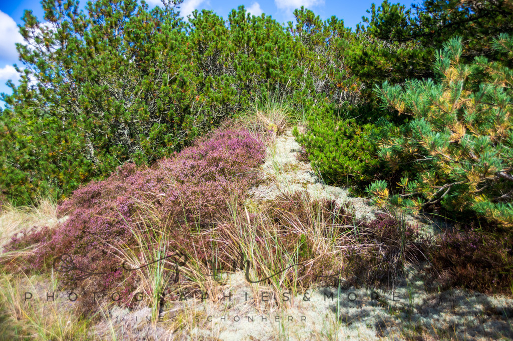 _Kandesterne22-1578 | Photographies and more - Realisiert mit Pictrs.com