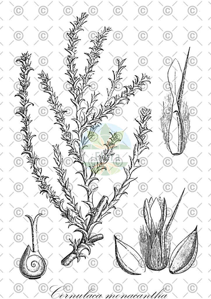 HistAbb_EMP_35986_SRC_Schlechtendal_FLORAD_SIMPLE | Historische Abbildung von Cornulaca monacantha - Amaranthaceae | Historical Illustration of Cornulaca monacantha - Amaranthaceae