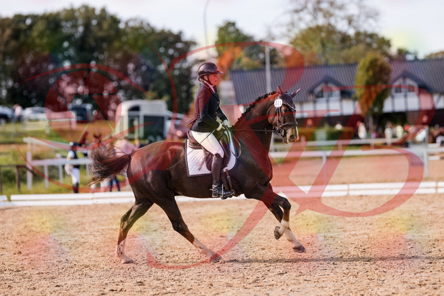 2026_10_03_Siefer-Hof_132536_Z81_77009841 | Professionelle Reitsport-, Turnier- und Eventfotografie von Robert Broda. Galerien mit ausgewählten und bearbeiteten Bildern direkt online ansehen und bestellen.