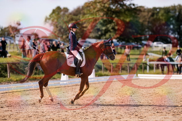 2026_10_03_Siefer-Hof_123758_Z81_34745615 | Professionelle Reitsport-, Turnier- und Eventfotografie von Robert Broda. Galerien mit ausgewählten und bearbeiteten Bildern direkt online ansehen und bestellen.
