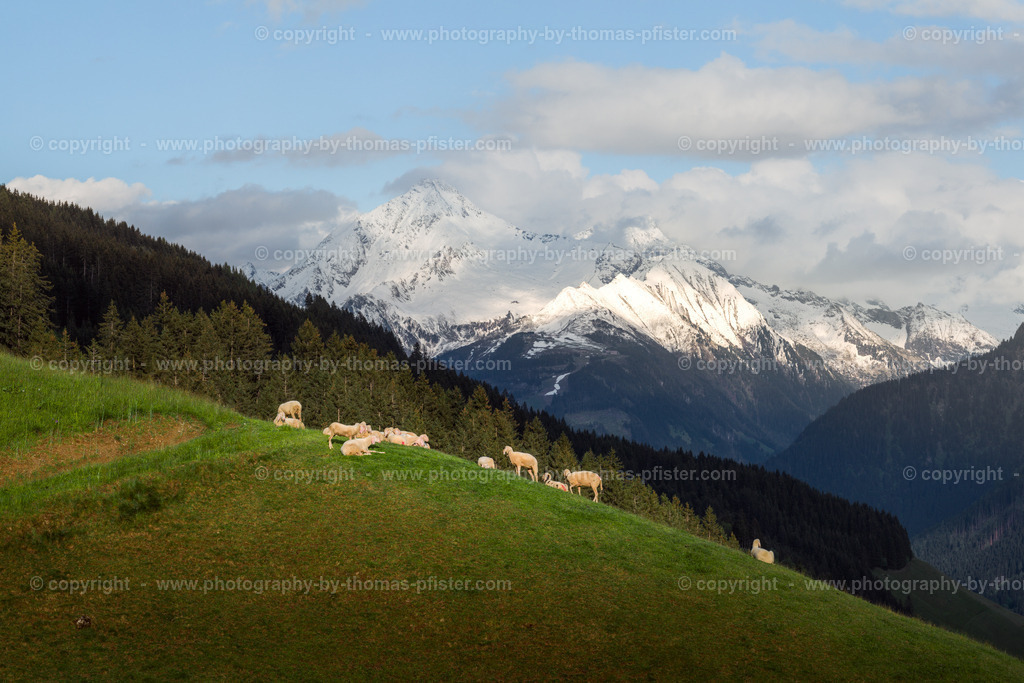  Schafe Tux am Abend copyright  Thomas Pfister-1 | PHOTOGRAPHY BY THOMAS PFISTER