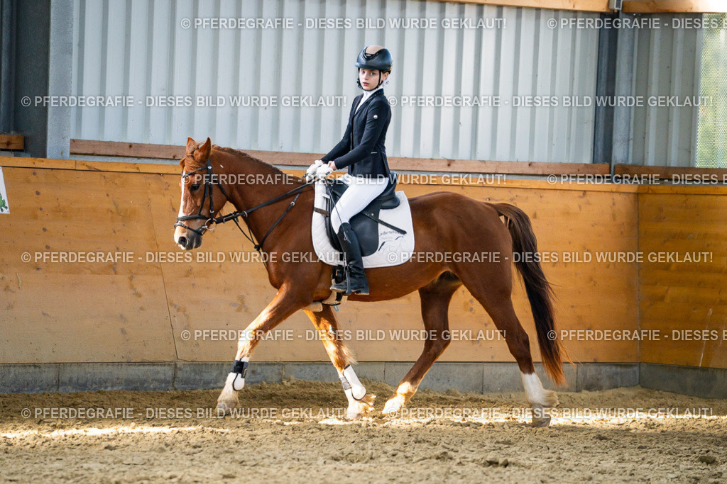 DSC01613 | Pferdegrafie