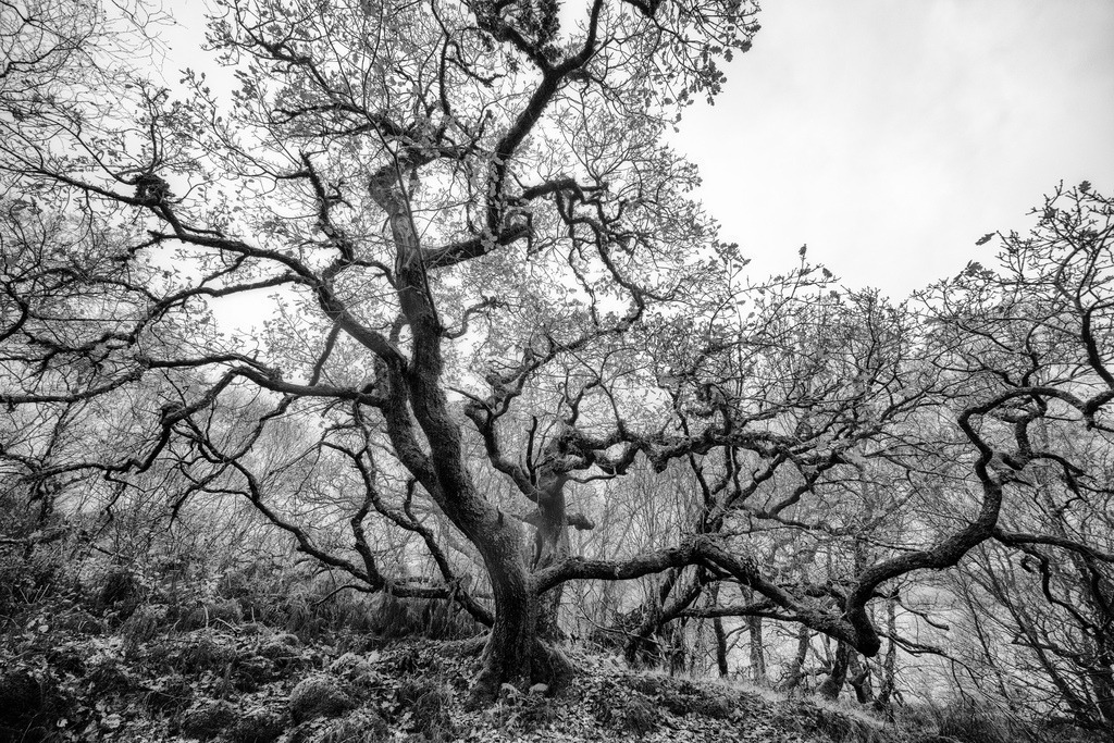 Coille Dhubh Oak | Ein weitwinkeliger Blick von unten erfasst die komplexen, moosbewachsenen Äste alter Bäume in Gairloch. Die Schwarz-Weiß-Darstellung betont die Textur der Rinde und das dichte Geäst vor einem hellen Himmel. Die Szene vermittelt die raue Schönheit der schottischen Natur im Spätherbst oder Winter. - Realisiert mit Pictrs.com