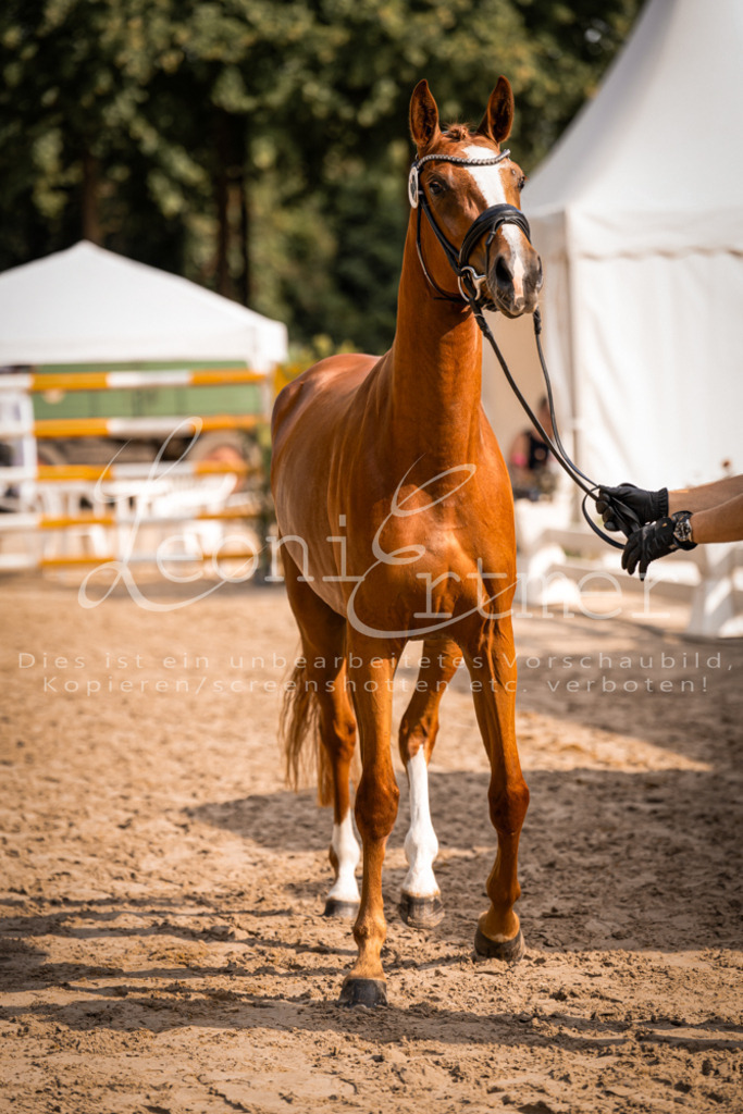 FrER00111 | Leoni Ertmer Photography - Realisiert mit Pictrs.com