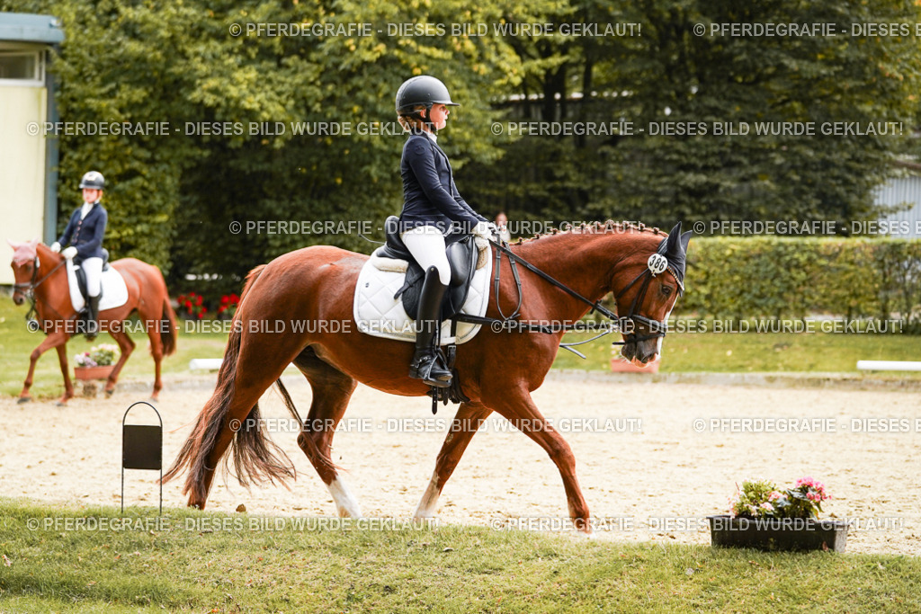 DSC09588 | Pferdegrafie