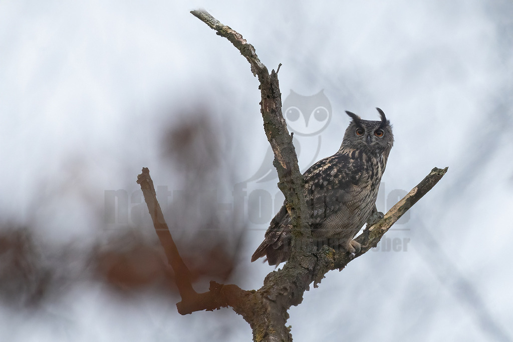 R6NF1857_20241213 | Der Uhu ist die größte europäische Eulenart. Nachdem er lange bejagt wurde, entspannt sich die Situation mittlerweile wieder aufgrund strenger Naturschutzgesetze und einiger Auswilderungsprojekte. Der Uhu brütet in unterschiedlichen Landschaften und ist streng nachtaktiv. Ein markantes Merkmal sind die großen Federohren, die je nach Laune hoch aufgestellt oder angelegt werden können. - Realisiert mit Pictrs.com